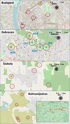 Morphological changes in hooded crows (Corvus cornix) related to urbanization